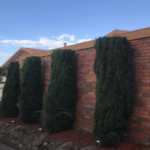 tree consulting_resized